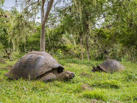 Wilde Galapagos-Riesenschildkröten (Chelonoidis spp), gefunden in Rancho Manzanillo, Santa Cruz Island, Galapagos-Inseln, UNESCO-Welterbe, Ecuador, Südamerika - RHPLF31360