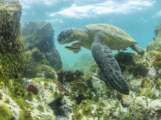 Ausgewachsene Grüne Meeresschildkröte (Chelonia mydas), die sich in der Nähe der Insel Fernandina von Algen ernährt, Galapagos-Inseln, UNESCO-Weltnaturerbe, Ecuador, Südamerika - RHPLF31364