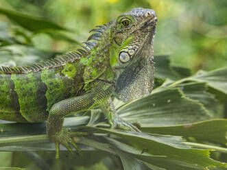 Ein erwachsener männlicher Grüner Leguan (Iguana iguana) wippt mit dem Kopf in der Sonne auf dem Flughafen in Guayaquil, Ecuador, Südamerika - RHPLF31367