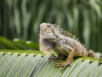 Ein erwachsener männlicher Grüner Leguan (Iguana iguana), der sich am Flughafen in Guayaquil, Ecuador, Südamerika, in der Sonne sonnt - RHPLF31376