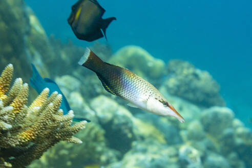 Ein ausgewachsener Vogel-Lippfisch (Gomphosus varius), am Riff vor der Insel Kri, Raja Ampat, Indonesien, Südostasien - RHPLF31384