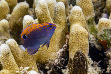 Ein ausgewachsener Gefleckter Riffbarsch (Pomacentrus bankanensis), vor dem Riff der Insel Wohof, Raja Ampat, Indonesien, Südostasien - RHPLF31386