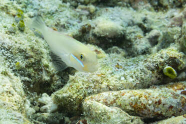 Eine ausgewachsene Blaustreifengrundel (Valenciennea strigata), am Riff vor der Insel Kri, Raja Ampat, Indonesien, Südostasien - RHPLF31389