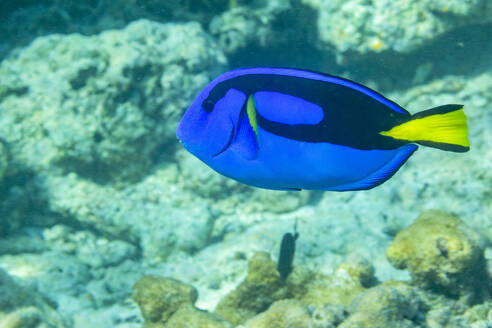 Ein ausgewachsener Paletten-Tang (Paracanthurus hepatus), vor dem Arborek-Riff, Raja Ampat, Indonesien, Südostasien - RHPLF31392