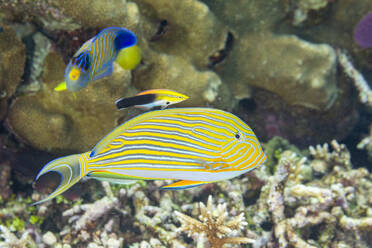 Ein ausgewachsener Blaustirn-Putzerlippfisch (Labroides dimidiatus) an einer Putzerstation am Riff vor der Insel Kri, Raja Ampat, Indonesien, Südostasien - RHPLF31394