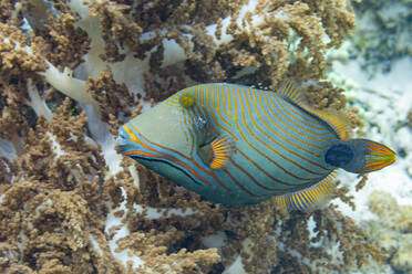 Ein ausgewachsener Orangestreifen-Drückerfisch (Balistapus undulatus), vor dem Riff der Insel Wohof, Raja Ampat, Indonesien - RHPLF31399