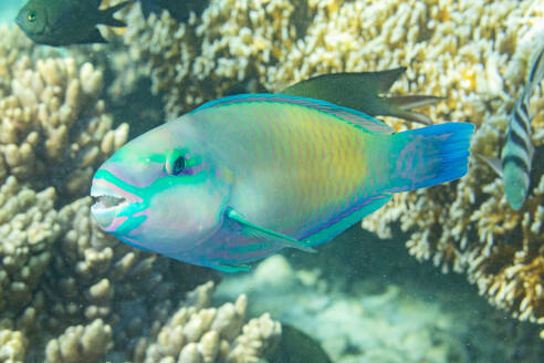 Ein ausgewachsener Pazifischer Kugelkopf-Papageifisch (Chlorurus spiluris), vor dem Riff der Insel Kawe, Raja Ampat, Indonesien, Südostasien - RHPLF31401