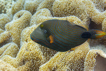 Ein ausgewachsener Orangestreifen-Drückerfisch (Balistapus undulatus), vor dem Riff der Insel Wohof, Raja Ampat, Indonesien, Südostasien - RHPLF31402