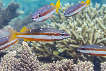 An adult twospot snapper (Lutjanus biguttatus), on the reef off Wohof Island, Raja Ampat, Indonesia, Southeast Asia - RHPLF31403