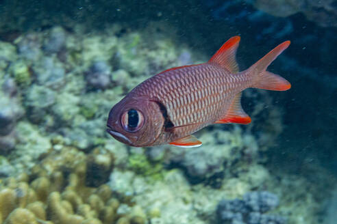 Ein ausgewachsener Soldatenfisch (Myripristis spp), vor dem Riff der Insel Kawe, Raja Ampat, Indonesien, Südostasien - RHPLF31404