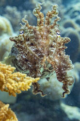 Ein ausgewachsener Breitklumpentintenfisch (Sepia latimanus), vor dem Riff der Insel Bangka, nahe Manado, Indonesien, Südostasien - RHPLF31405