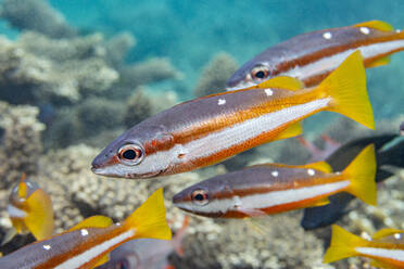 Ein ausgewachsener Zweifleck-Schnapper (Lutjanus biguttatus), am Riff vor der Insel Wohof, Raja Ampat, Indonesien, Südostasien - RHPLF31406