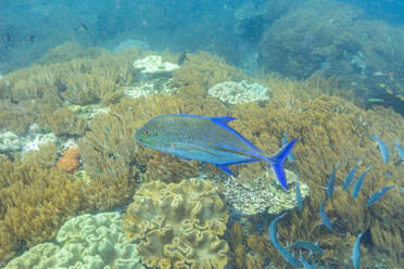 Ein ausgewachsener Blauflossen-Kreuzotter (Caranx melampygus) am Riff von Batu Hatrim, Raja Ampat, Indonesien, Südostasien - RHPLF31408