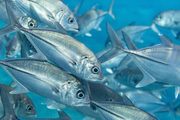 Ein Schwarm von Großaugenmakrelen (Caranx sexfasciatus), Village Reef, Raja Ampat, Indonesien, Südostasien - RHPLF31409