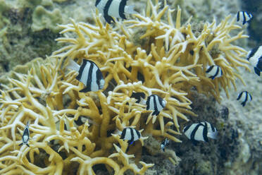 Ausgewachsener Humbug (Dascyllus aruanus), vor dem Riff der Insel Kawe, Raja Ampat, Indonesien, Südostasien - RHPLF31411