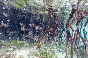 Ein Schwarm Kardinalbarsche (Sphaeramia orbicularis) in den Mangroven vor der Insel Wohof, Raja Ampat, Indonesien, Südostasien - RHPLF31413