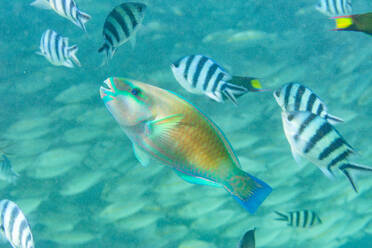 Ein ausgewachsener Pazifischer Kugelkopf-Papageifisch (Chlorurus spiluris), vor dem Riff der Insel Kawe, Raja Ampat, Indonesien, Südostasien - RHPLF31420