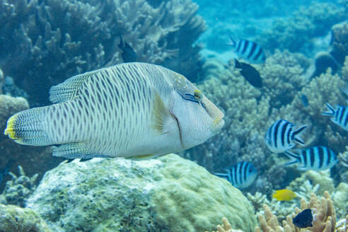 Ein ausgewachsener Napoleon-Lippfisch (Cheilinus undulatus), vor dem Riff der Insel Kawe, Raja Ampat, Indonesien, Südostasien - RHPLF31422