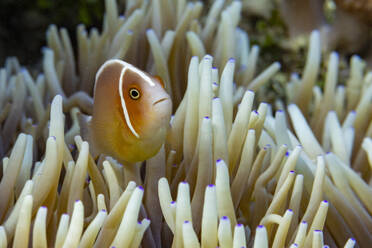 Ein ausgewachsener rosa Anemonenfisch (Amphiprion perideraion) schwimmt im Riff vor der Insel Bangka, Indonesien, Südostasien - RHPLF31429