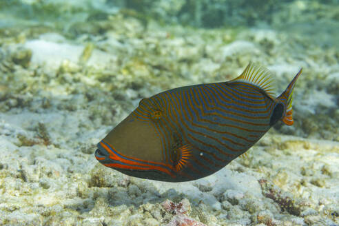 Ein ausgewachsener Orangestreifen-Drückerfisch (Balisttapus undulatus), am Riff vor der Insel Bangka, Indonesien, Südostasien - RHPLF31432