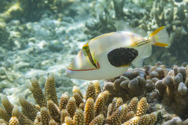 Ein ausgewachsener Schwarzfleck-Drückerfisch (Rhinecanthus verrucosus), schwimmend auf dem Riff vor der Insel Bangka, Indonesien, Südostasien - RHPLF31433