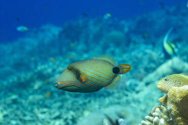 An adult orangestripe triggerfish (Balisttapus undulatus), on the reef off Bangka Island, Indonesia, Southeast Asia - RHPLF31435