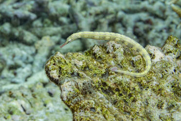 Ein ausgewachsener gebänderter Pfeifenfisch (Dunckerocampus dactyliophorus), am Riff vor der Insel Wohof, Raja Ampat, Indonesien, Südostasien - RHPLF31439