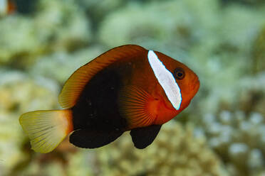 An adult blackback anemonefish (Amphiprion melanopus), swimming on the reef off Bangka Island, Indonesia, Southeast Asia - RHPLF31440