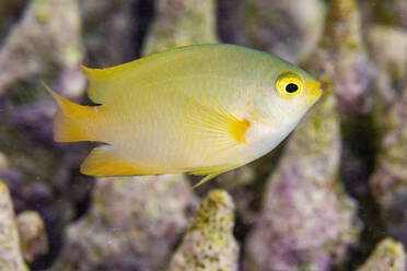 Ein ausgewachsener Zitronenfisch (Pomacentrus moluccensis), am Riff vor der Insel Kawe, Raja Ampat, Indonesien, Südostasien - RHPLF31441