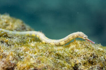 Ein ausgewachsener gebänderter Pfeifenfisch (Dunckerocampus dactyliophorus), am Riff vor der Insel Wohof, Raja Ampat, Indonesien, Südostasien - RHPLF31448