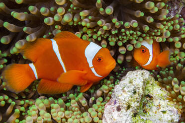 A pair of spine-cheek clownfish (Amphiprion biaculeatus), tucked into an anemone off Wohof Island, Raja Ampat, Indonesia, Southeast Asia - RHPLF31449