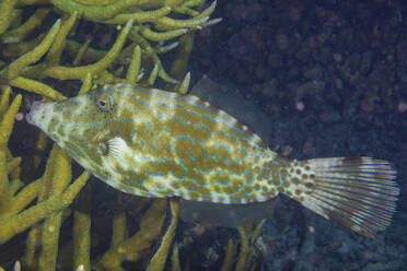 Ein ausgewachsener Feilenfisch (Aluterus scriptus), am Riff vor der Insel Kri, Raja Ampat, Indonesien, Südostasien, Asien - RHPLF31456