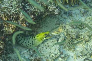 Eine ausgewachsene Fransenmuräne (Gymnothorax fimbriatus), umgeben von kleinen Fischen vor der Insel Bangka, Indonesien, Südostasien, Asien - RHPLF31457