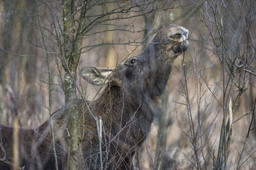 Eurasian elk (Alces alces), feeding in swamp, Biebrza National Park, Poland, Europe - RHPLF31463