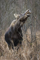 Eurasian elk (Alces alces), feeding in swamp, Biebrza National Park, Poland, Europe - RHPLF31464