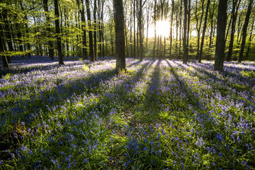 Blühende Glockenblumen ((Hyacinthoides non-scripta) in einem Buchenwald bei Sonnenuntergang, Vereinigtes Königreich, Europa - RHPLF31468