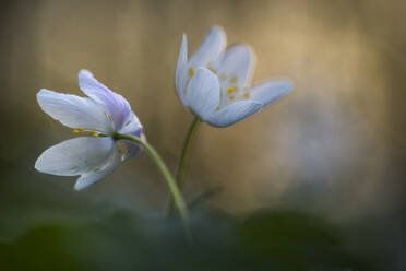 Buschwindröschen (Anemone nemorosa), blühend, Vereinigtes Königreich, Europa - RHPLF31469