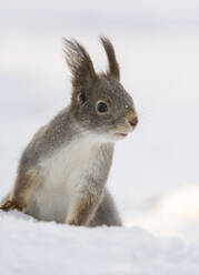 Rotes Eichhörnchen (Sciurus vulgaris) im Schnee, Winter, Finnland, Europa - RHPLF31470