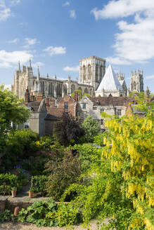 York Minster von den Mauern der Bar aus gesehen im Sommer, York, Yorkshire, England, Vereinigtes Königreich, Europa - RHPLF31481