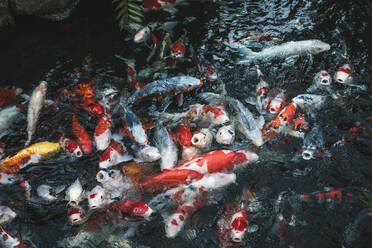 Bunte Koi-Fische im Wasser des Senso ji-Tempels, Tokio, Honshu, Japan, Asien - RHPLF31500
