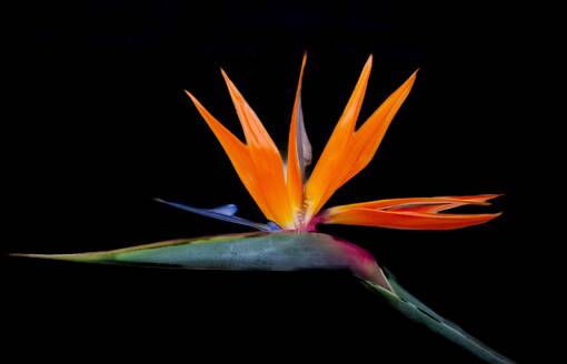 Paradiesvogelblume (Strelitzia Reginae), eine mehrjährige Pflanze, die über 3 m hoch werden kann und aus Südafrika, Bermuda und Nordamerika stammt - RHPLF31506