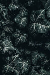 Dark green leaves of ivy - NGF00806