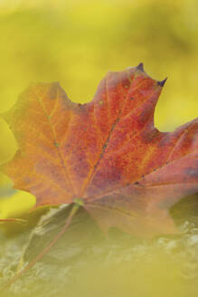 Close-up of wilted maple leaf - MMAF01498