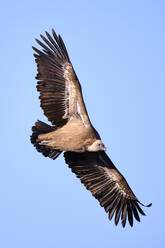Ein Gänsegeier im Flug, der seine beeindruckende Flügelspannweite vor einem klaren blauen Himmel zur Schau stellt. - ADSF50536