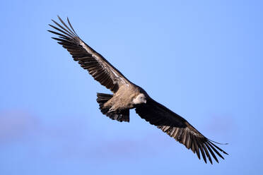 Ein Gänsegeier wurde im Flug mit ausgebreiteten Flügeln vor einem ruhigen blauen Hintergrund aufgenommen, der die Größe und Anmut des Vogels unterstreicht. - ADSF50537