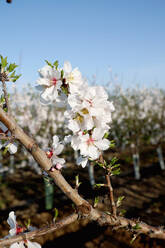 Lebendige Mandelblüten in voller Blüte mit blauem Himmel im Hintergrund in einem Obstgarten in Castilla La Mancha - ADSF50565