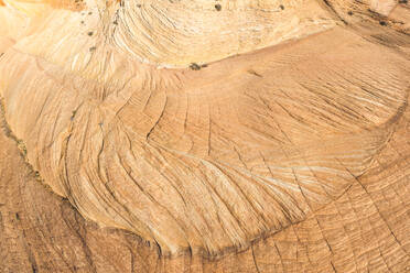 Close-up of the intricate patterns on a freshly cut tree stump showcasing the wood's natural beauty and details. - ADSF50647