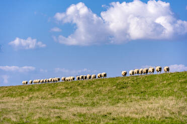Germany, Schleswig-Holstein, Westerhever, Flock of sheep grazing on grassy hill - EGBF00969
