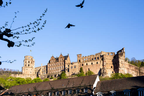 Germany, Baden-Wurttemberg, Heidelberg, Birds flying over ruins of Heidelberg Castle - EGBF00980