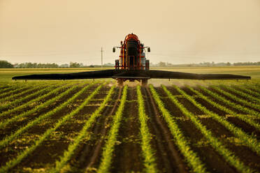 Traktor sprüht Dünger auf Maiskulturen in einem Feld unter dem Himmel bei Sonnenuntergang - NOF00840